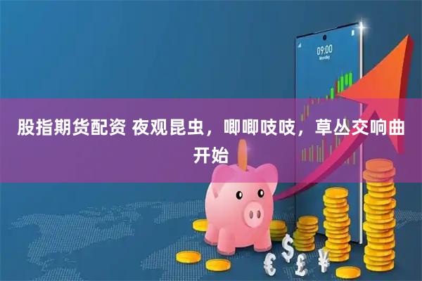 股指期货配资 夜观昆虫，唧唧吱吱，草丛交响曲开始